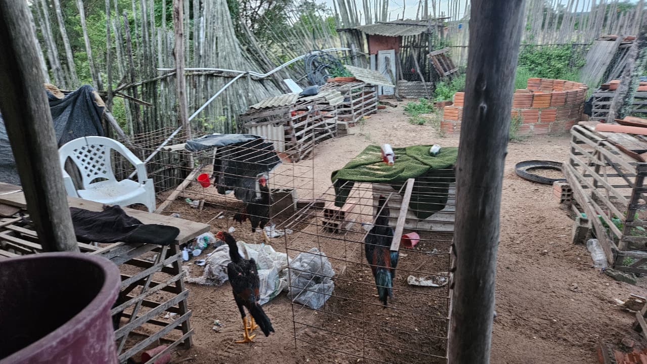 PM apreende droga e desarticula rinha com 25 galos em distrito de Conceição do Coité