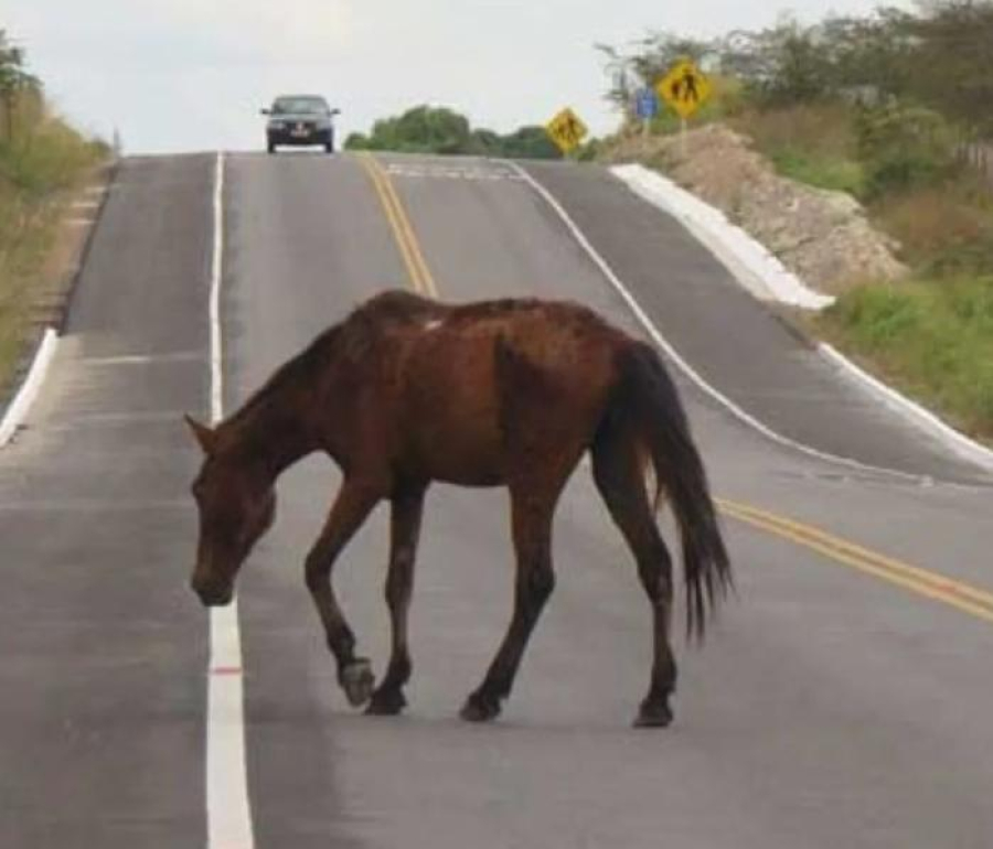 Idoso escapa ileso após colisão com animal na BA-120 em Conceição do Coité