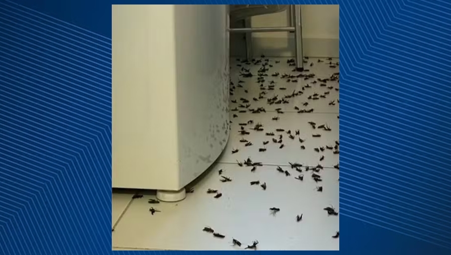 Infestação de vespas assusta moradores em cidade baiana; especialistas orientam como evitar acidentes