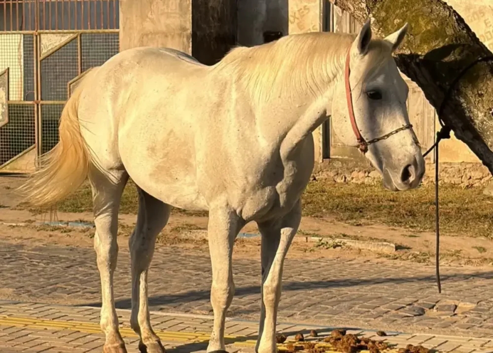 Cavalo de vaquejada avaliado em R$ 100 mil é recuperado pela polícia