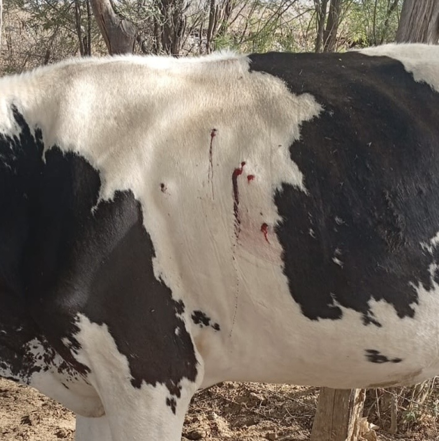 Cinco vacas são mortas a tiros em propriedade rural de município do Território do Sisal