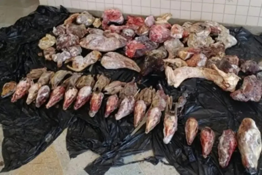 Homem é preso com carnes de tatu, jacaré e capivara na zona rural de cidade baiana
