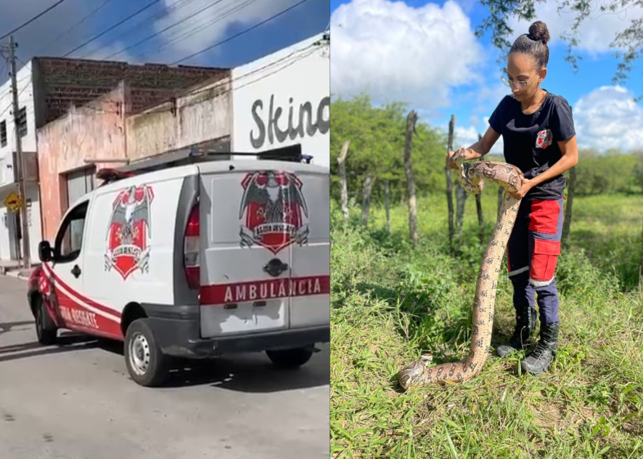 Jiboia de dois metros é encontrada em restaurante de distrito de Coité e resgatada por brigadistas