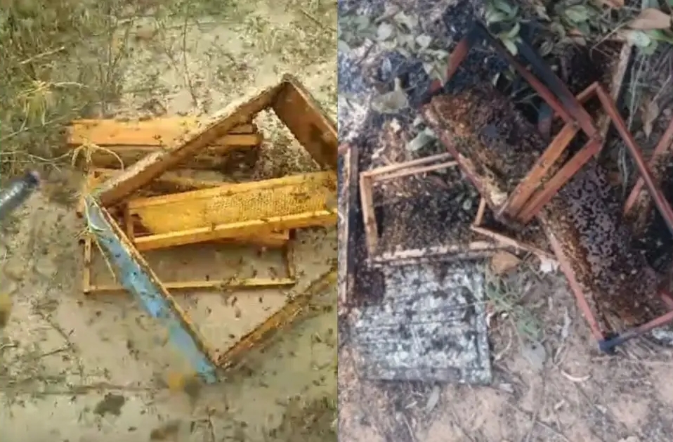 Furtos de mel e colmeias preocupam apicultores em municípios da Bacia do Jacuípe