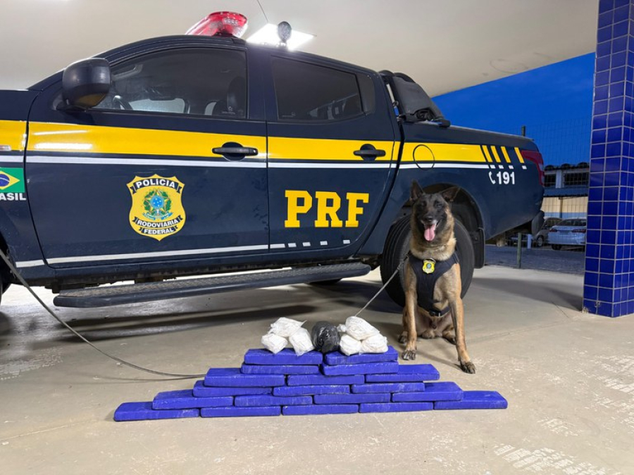 Drogas enviadas de São Paulo para Euclides da Cunha são apreendidas pela PRF na BR-116