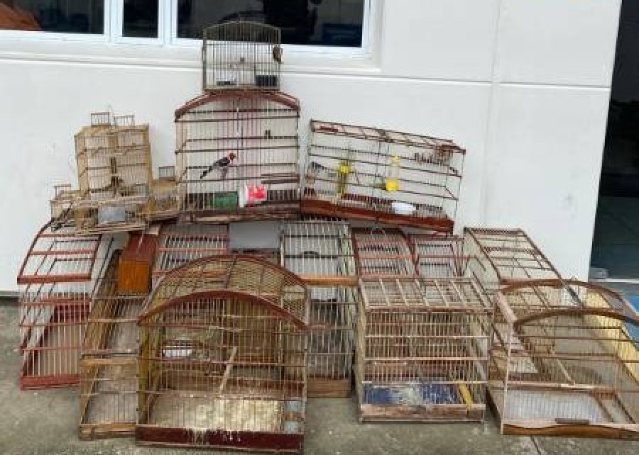 PM resgata pássaros silvestres e conduz homem por crime ambiental na Feira do Rolo, em Serrinha