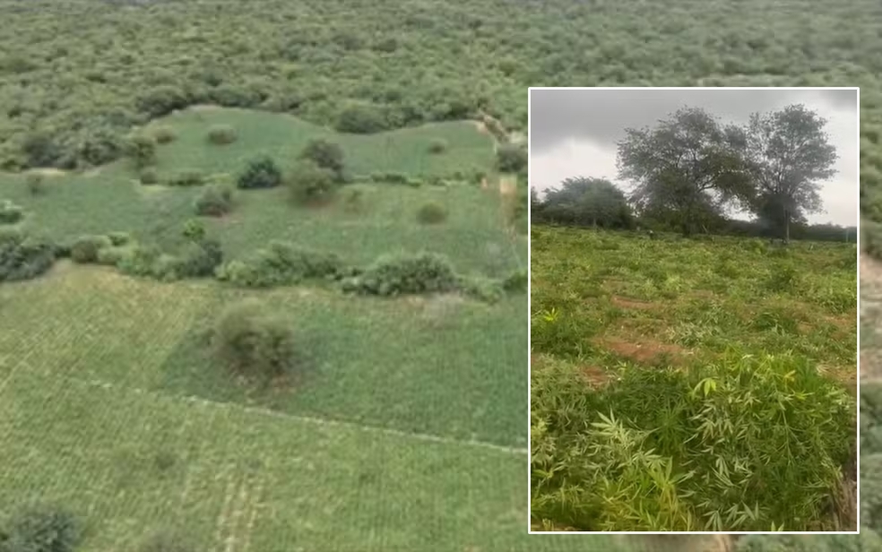 Uma tonelada de maconha é apreendida em fazenda na Chapada Diamantina