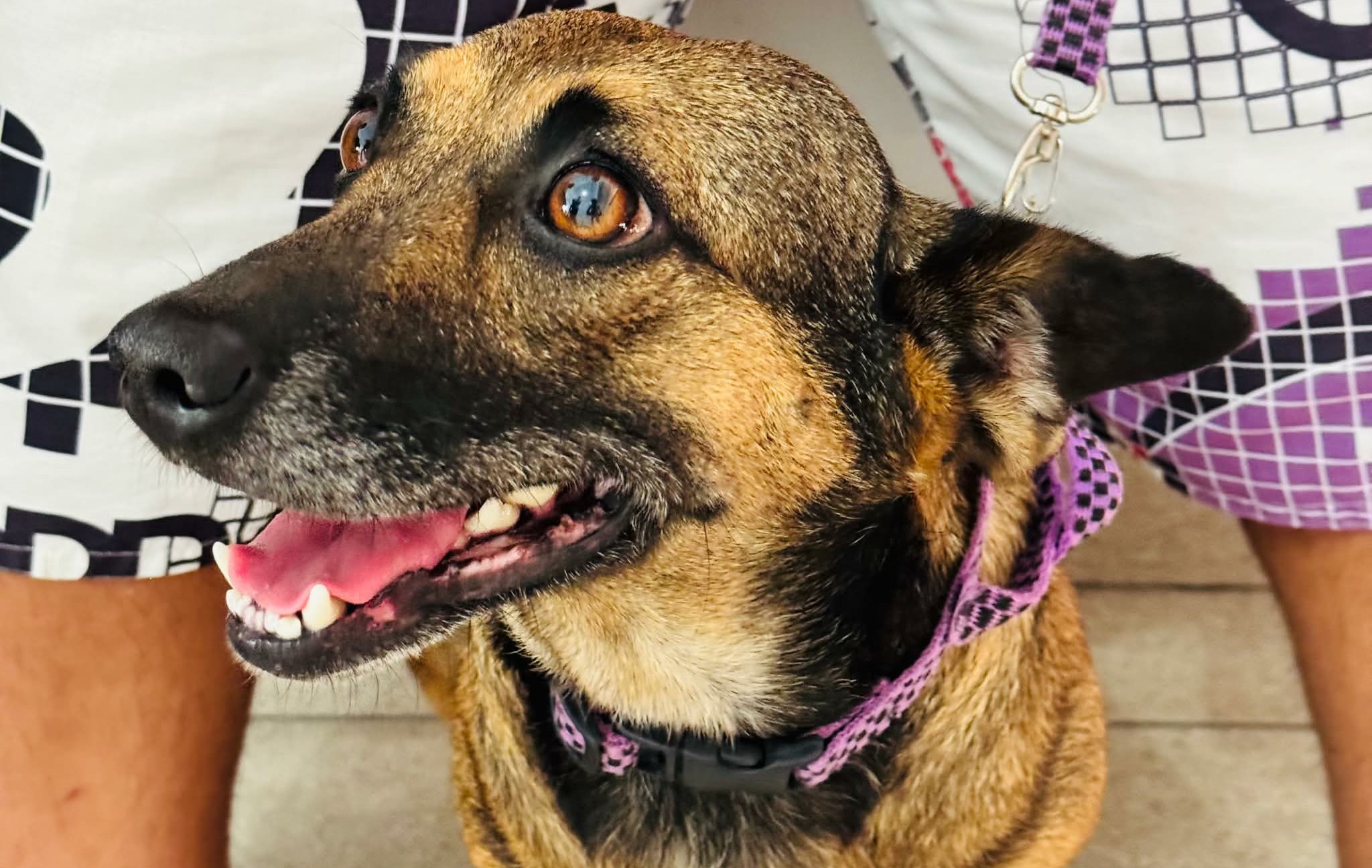 Prefeitura de Barrocas intensifica castração buscando reduzir ataques a criações rurais