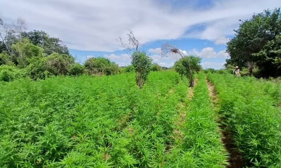 Polícia Militar destrói plantação com 45 mil pés de maconha no norte da Bahia