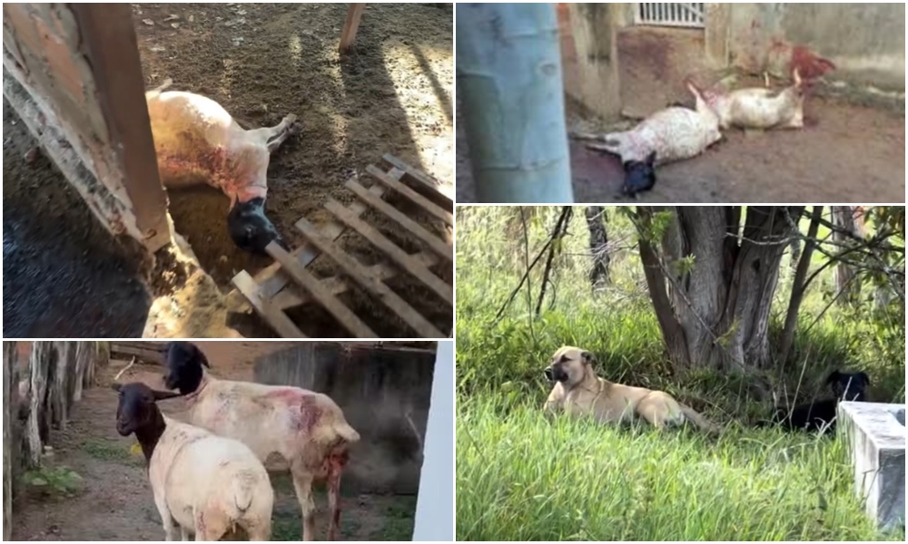 Ataque de cães mata 13 ovelhas em propriedade de secretário municipal em Serrinha