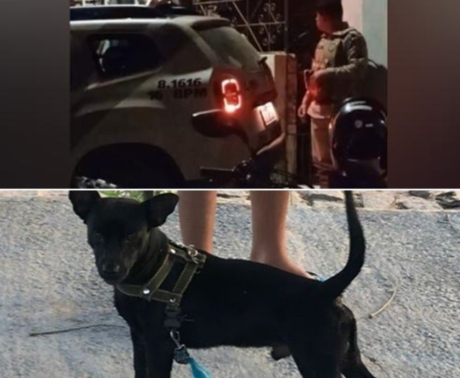 Idoso de 77 anos é suspeito de furtar cachorro de vizinho em Serrinha