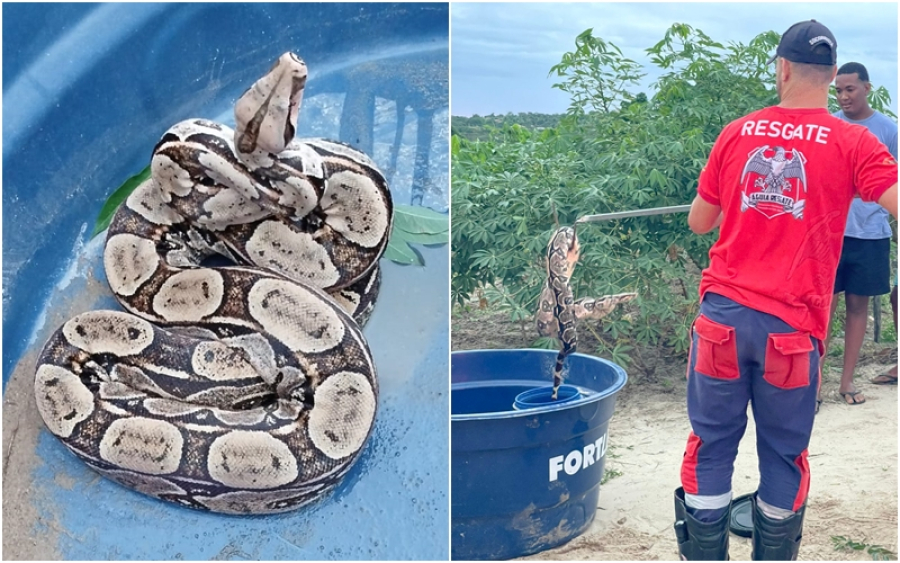 Jiboia que atacava galinhas é capturada pela Brigada Águia Resgate na zona rural de Coité