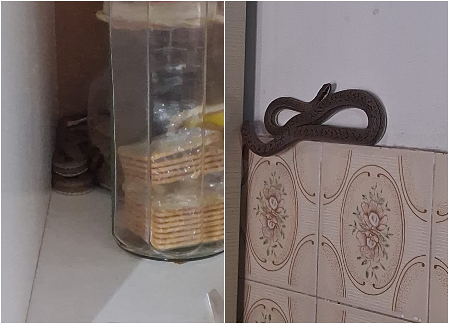 obra é encontrada dentro de armário de cozinha em residência no centro de Coité