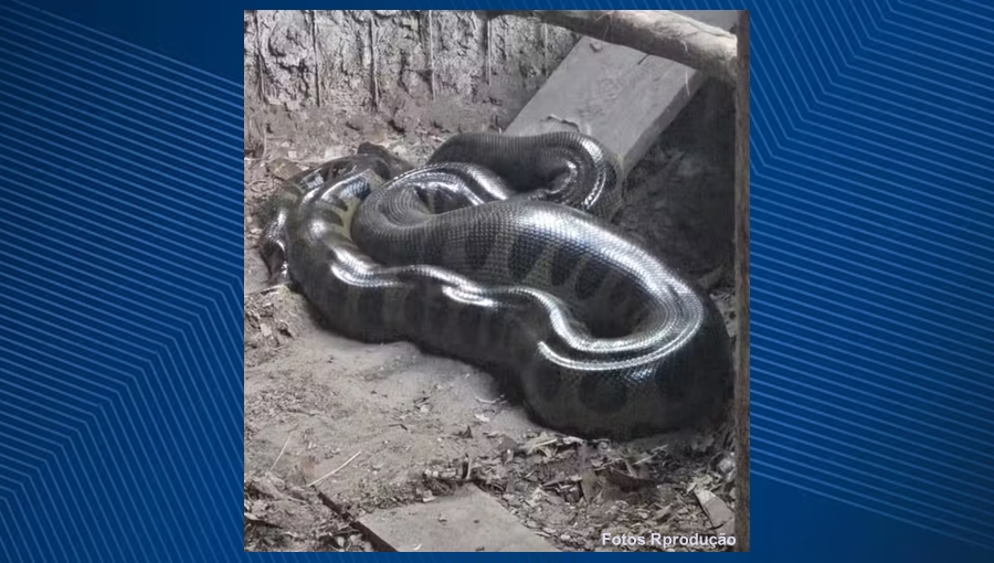 Sucuri de mais de 2 metros é encontrada dentro de galinheiro na Bahia