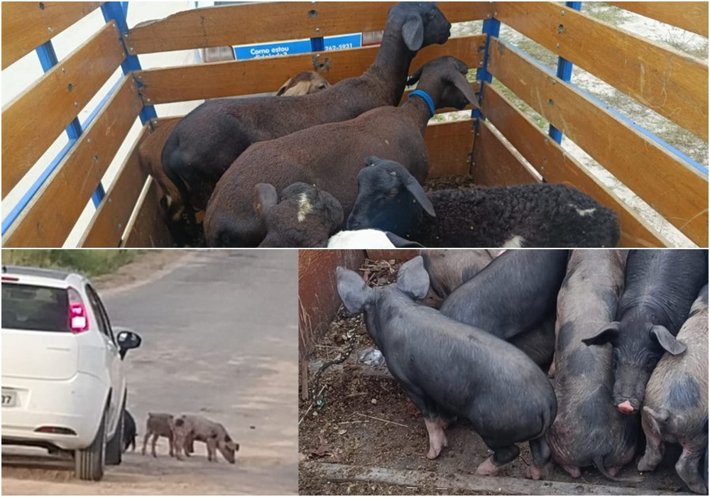 Animais soltos são apreendidos em duas operações da GCM em Conceição do Coité