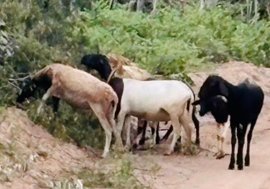 Operação Campo Seguro localiza e devolve animais furtados a produtor rural em Conceição do Coité