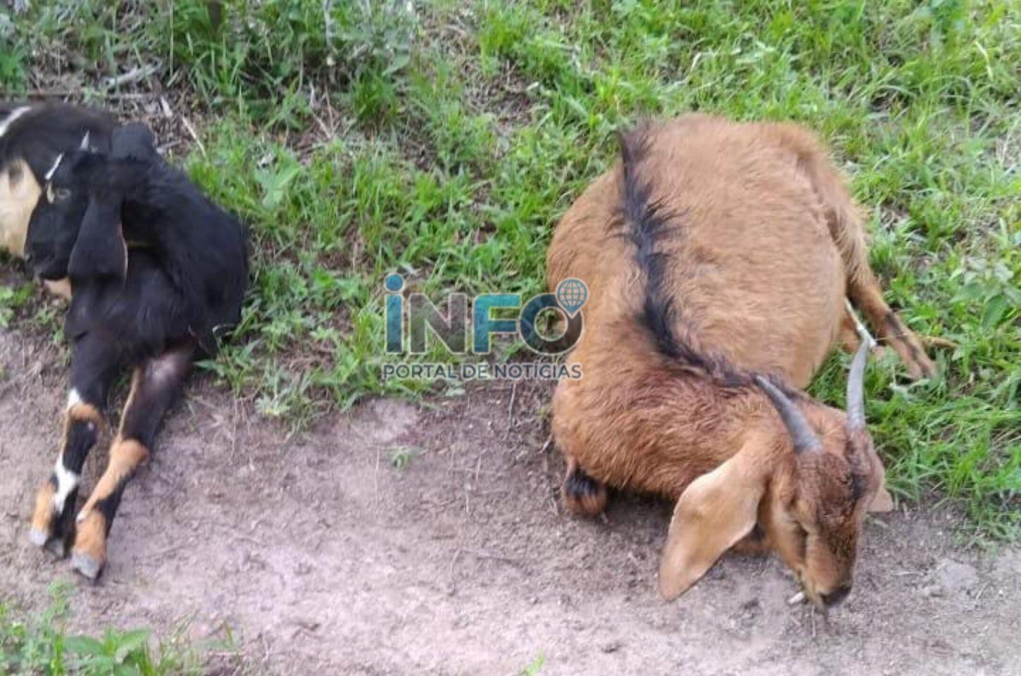 Ataque de cães mata seis cabras reprodutoras e causa prejuízo a criadores na zona rural de Serrinha
