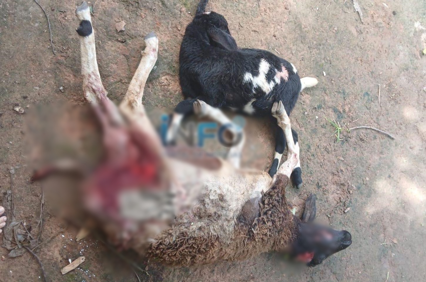 Ovelhas são mortas após novo ataque de cães na zona rural de Serrinha