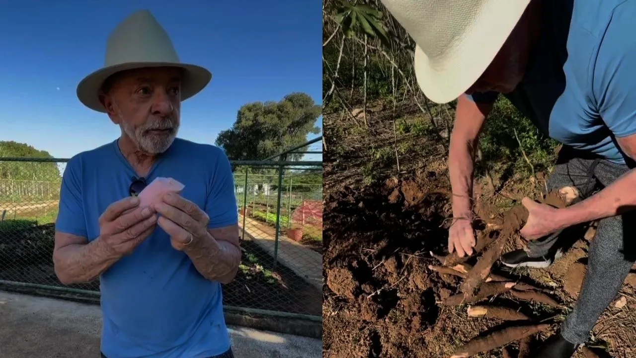 Lula colhe mandioca e destaca nova variedade desenvolvida pela Embrapa com alta produtividade