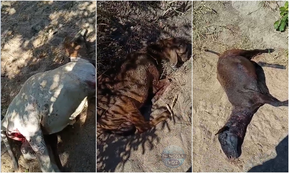 Ataques de cães acendem alerta entre criadores de ovinos em Barrocas; município registra sete ocorrências em cerca de 20 dias
