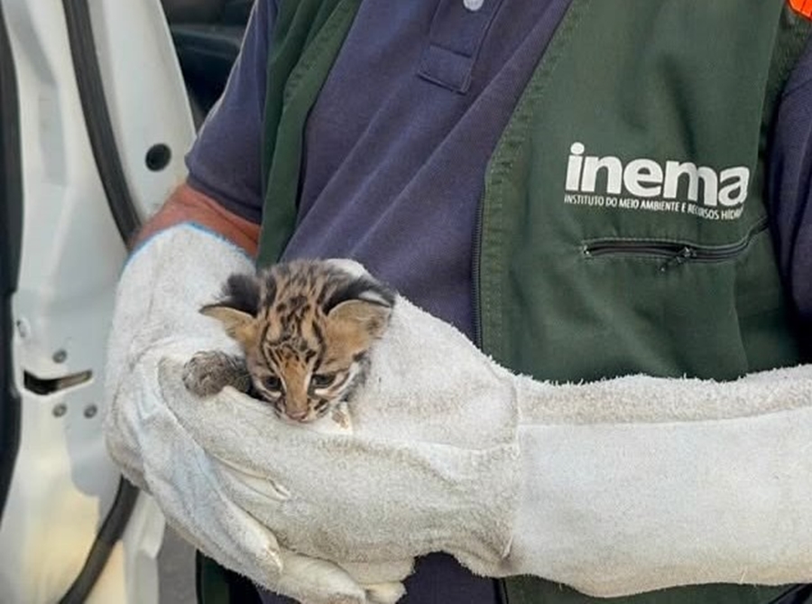 Filhote de jaguatirica é resgatado na zona rural de Serrinha e encaminhado ao INEMA