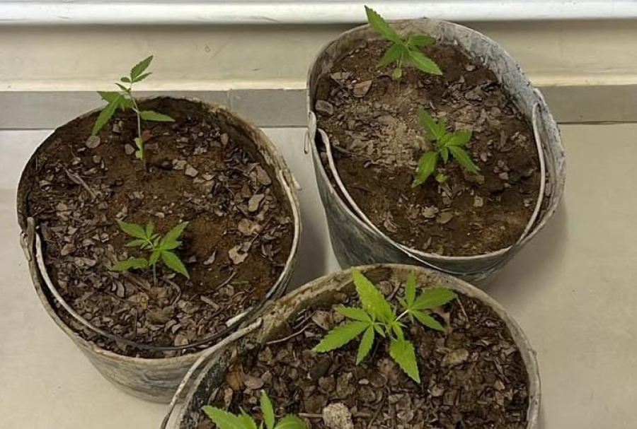 PM encontra seis pés de maconha cultivados em imóvel abandonado em Valente