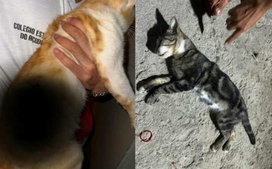 Polícia investiga suspeita de maus-tratos após ataque a gatos em Conceição do Coité