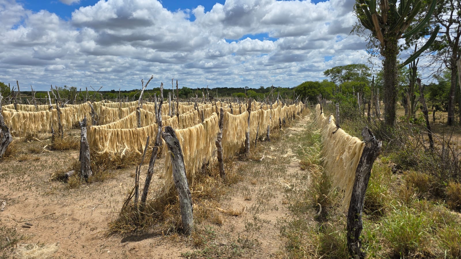Território do Sisal responde por mais da metade da produção de sisal da Bahia