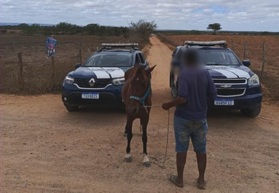 Cavalo furtado é recuperado pela Guarda Municipal em Tucano