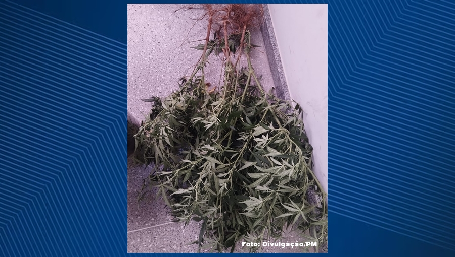 PM encontra cinco pés de maconha em quintal de casa em Araci