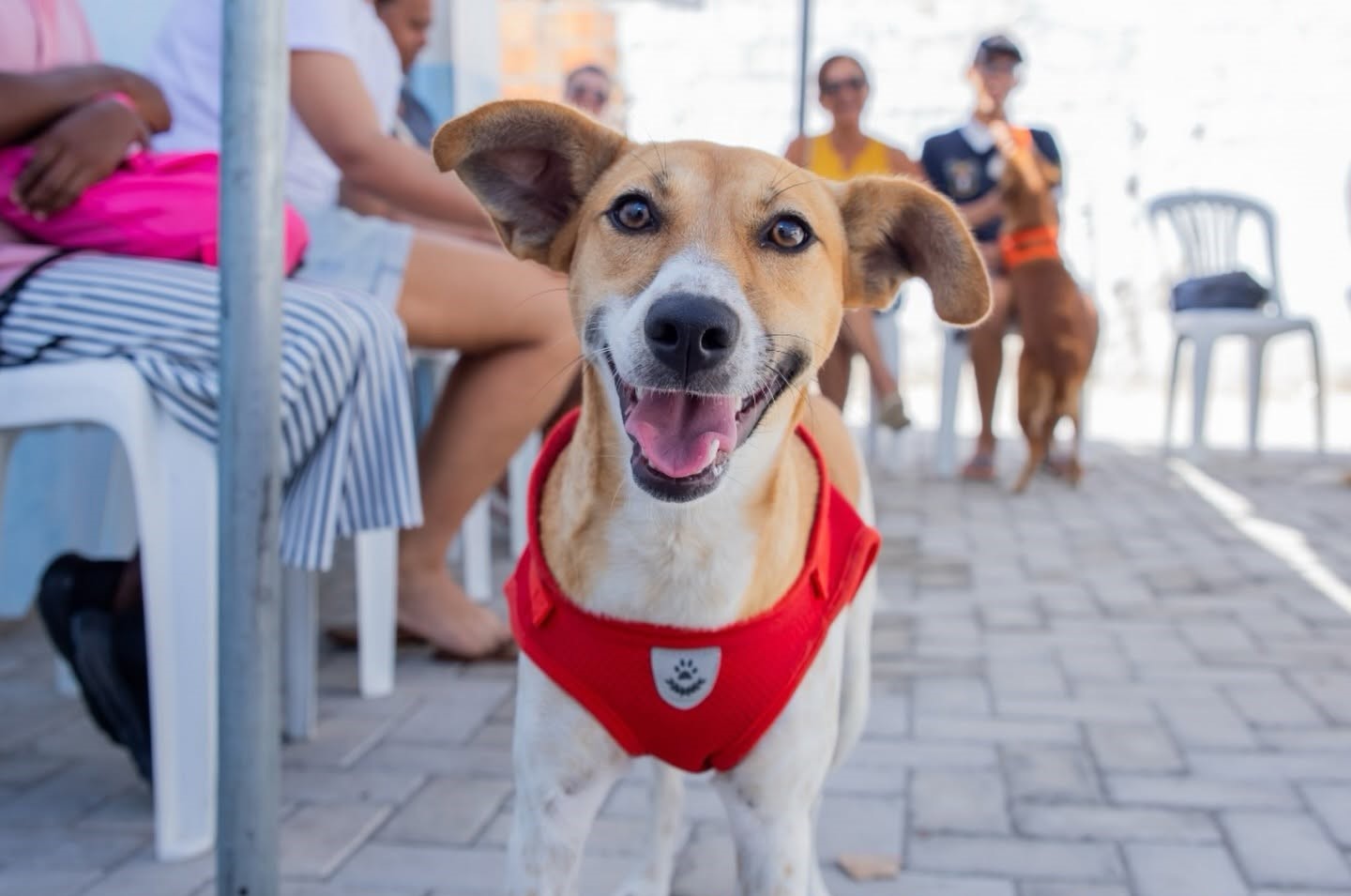 Serrinha amplia vacinação contra a raiva para cães e gatos na zona rural