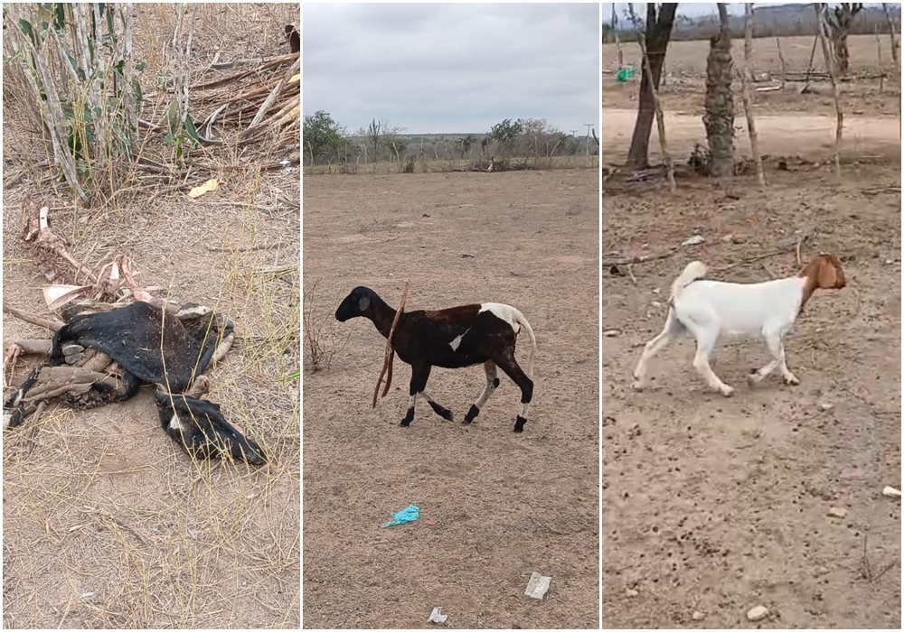 Sequência de ataques de cães preocupa criadores em Barrocas; mais cinco ovelhas são mortas